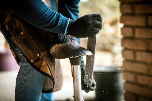 Farrier Care for Horses