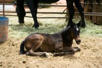 Glycogen Branching Enzyme Deficiency (GBED) in Horses
