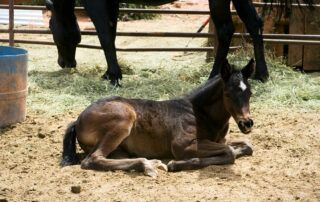 Glycogen Branching Enzyme Deficiency in Horses