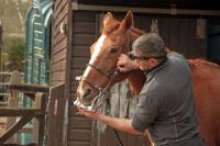 Horse Teeth Floating Guide: Equine Dental Exams and Preventative Maintenance