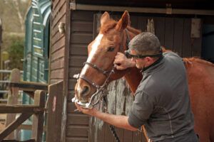 Horse Teeth Floating Guide: Equine Dental Exams and Preventative Maintenance