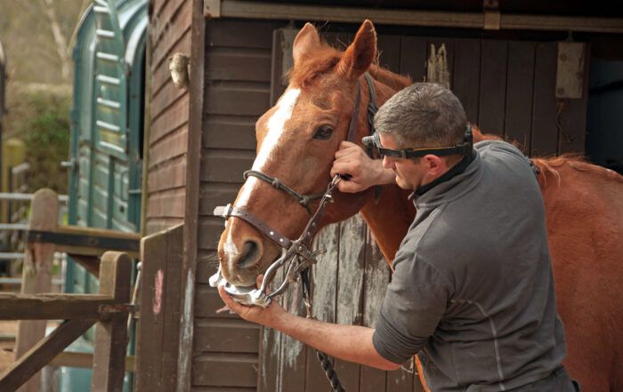Horse Teeth Floating Guide: Equine Dental Exams and Preventative Maintenance