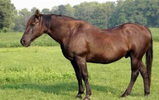 How to Feed a Metabolic Horse