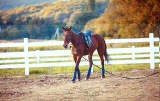 Myofibrillar Myopathy in Horses
