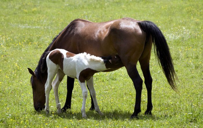 Preparing Broodmare for Breeding