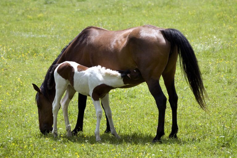 Preparing Broodmare for Breeding