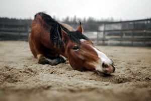 Sand Colic & Impaction in Horses: Signs, Treatment & Prevention