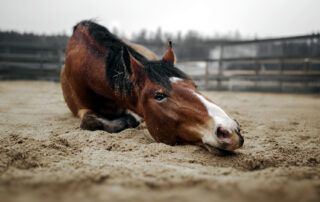 Sand Colic in Horses