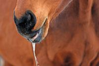 Slobbers in Horses: Slaframine Poisoning Signs, Causes & Treatment