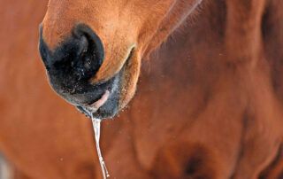 Slobbers in Horses