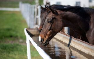 Water Quality Testing for Horses
