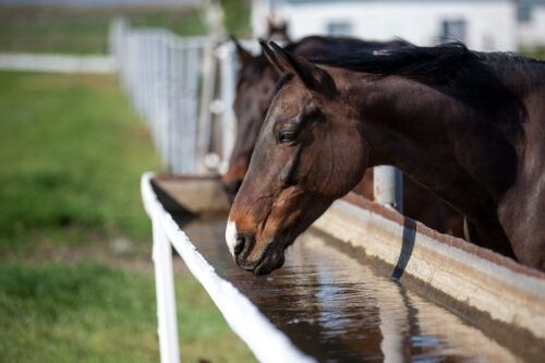 Water Quality Testing for Horses