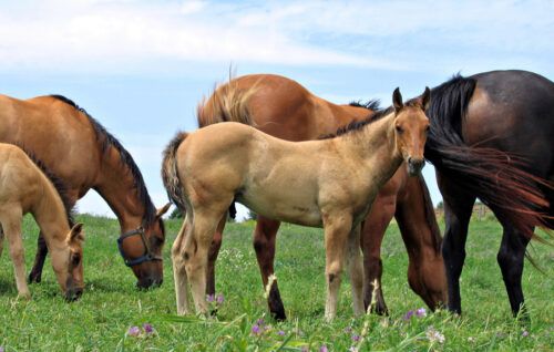 Alfalfa Hay and Pasture for Horses