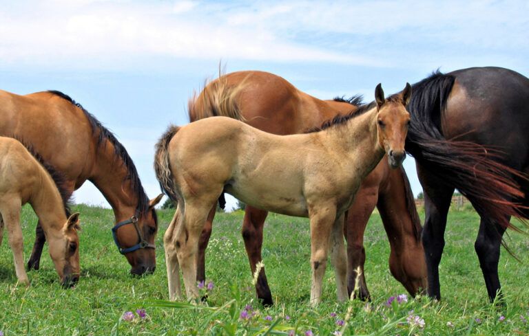Alfalfa Hay and Pasture for Horses