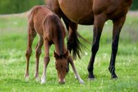 Flexural & Angular Limb Deformities in Foals: Types, Causes & Treatment
