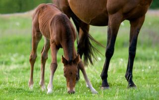 Angular Limb Deformities in Horses