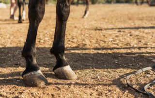 Dry Lot Turnout for Horses