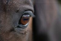 8 Common Equine Eye Conditions & Vision Problems [List]