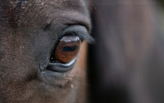 Equine Eye Health Issues