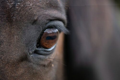 Equine Eye Health Issues