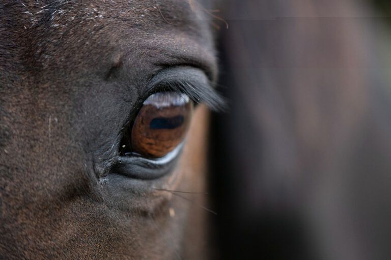 Equine Eye Health Issues