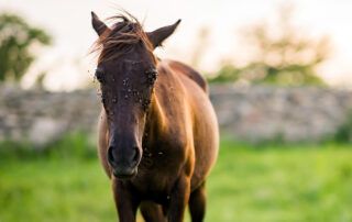 Fly Control for Horses