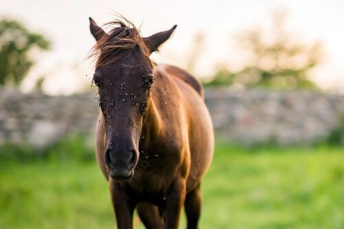 Fly Control for Horses