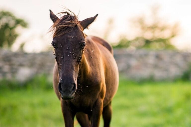 Fly Control for Horses