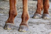 Hoof Cracks in Horses and How to Treat Them [Guide]