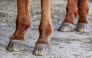 Hoof Cracks in Horses
