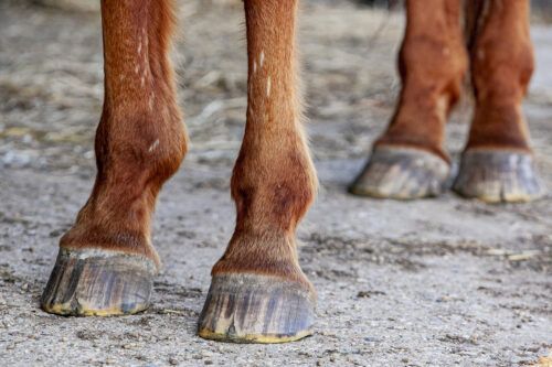 Hoof Cracks in Horses