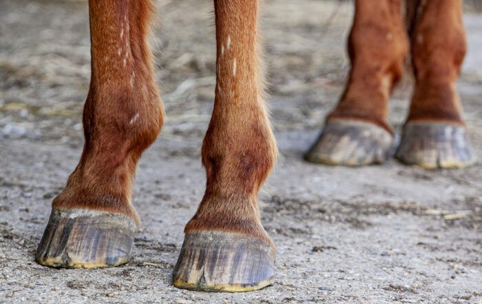 Hoof Cracks in Horses