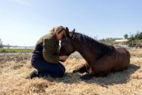 Horse Mortality: Euthanasia, Necropsy, and Carcass Disposal