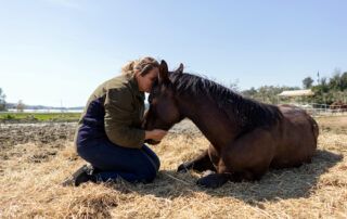 Horse Euthanasia and Carcass Disposal