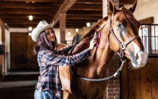 How to Groom a Horse
