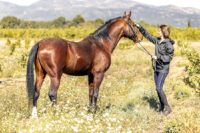 How to Make Your Horse’s Coat Shine [Nutrition & Grooming Guide]