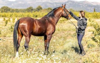 How to Make Horse's Coat Shine