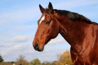 Myosin Heavy Chain Myopathy (MYHM) in Horses: Signs, Causes & Treatment