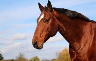 MYHM in Horses