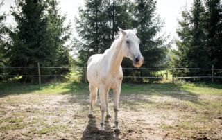 Photosensitization in Horses