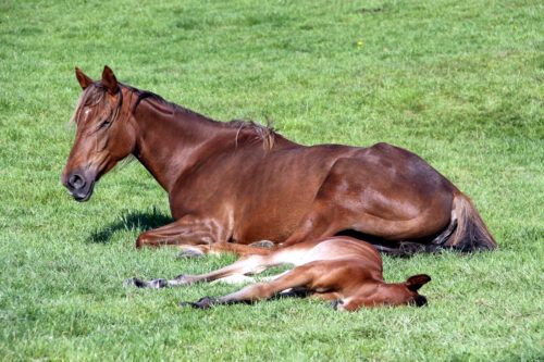 Retained Fetal Membranes in Mares