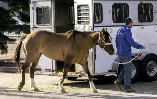 Shipping Fever in Horses