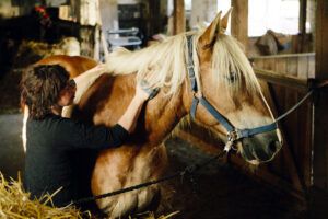 Skin Irritations in Horses: Hives, Infections, Allergies & Hair Loss