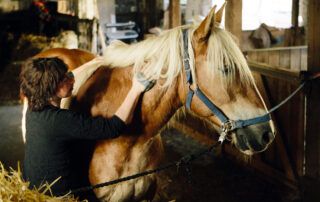 Skin Problems in Horses