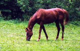 Transition Horse to Spring Pasture