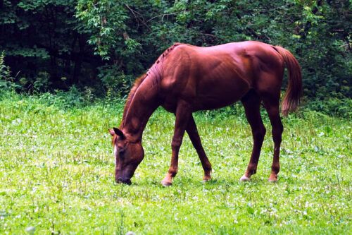 Transition Horse to Spring Pasture