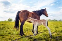 Weaning a Foal: How and When to Wean and Introduce Creep Feeds