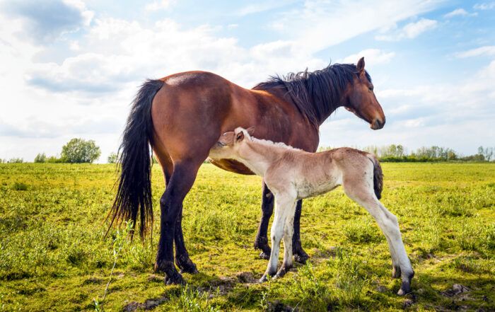 Weaning a Foal