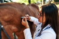 Vaccination Guide for Horses: Schedule & List of Equine Vaccines