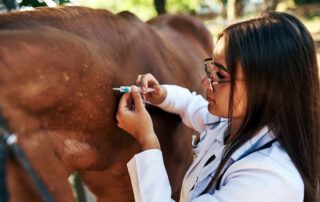 Which Vaccines Does My Horse Need